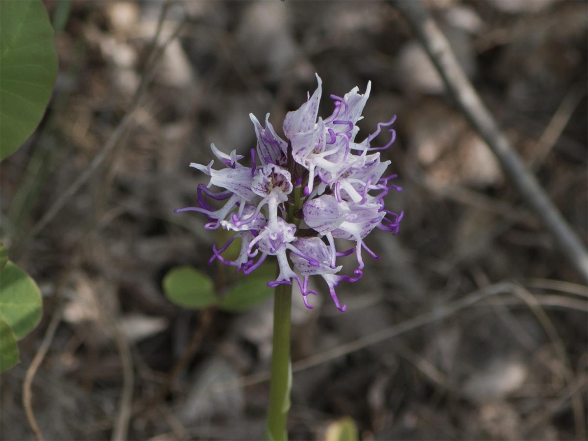 Orchis simia